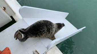 原来斑海豹幼崽的叫声是这样_斑海豹现身辽东湾，躺浮冰产崽，遇险用身体砸破浮冰让幼崽跳水中