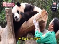福宝回国后由哪位饲养员来照顾_大熊猫福宝为什么会哭