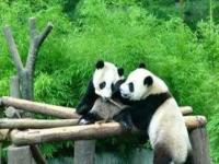大熊猫的保护级别_熊猫保护级别与措施