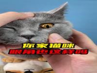 猫粮里吃出异物怎么索赔_买宠物被坑去哪里投诉