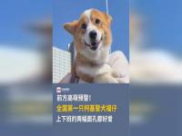 全国首只柯基预备役警犬福仔_全国首只柯基警犬亮相！“入编”竟是因为这个优势