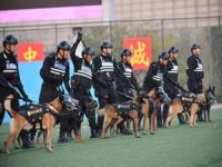 全国第一只柯基警犬亮相_全国首只柯基警犬亮相！“入编”竟是因为这个优势→