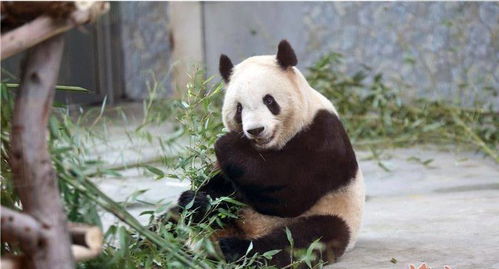 动物园回应大熊猫渝可捡食垃圾_急！游客饮料不慎掉落被大熊猫捡来喝，还用来洗头！动物园回应