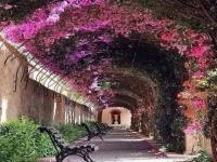 紫藤花长廊梦幻了整个春天_仙境！杭州最梦幻的紫藤花大道来了