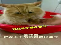 #猫 咋了妈#辟谣：猫妈妈弃养小猫有这些原因，情况糟糕的话甚至可能吃掉幼崽