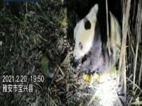 雅安一野生大熊猫溺亡_网友称发现疑似溺死大熊猫，四川宝兴县林业局：已派人核实