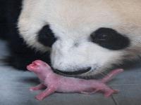 谁都拒绝不了大熊猫幼崽_大熊猫幼崽盆盆奶的快乐，一盆盆盆奶远远不够