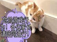 猫一杯事件后有MCN加强内容安全培训_猫一杯事件后MCN有加强内容安全培训