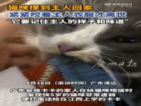 猫咪撑到主人回家咬着衣角离世_悲伤话题：猫咪突然离世的几大原因