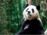 韩国园方回应续租福宝请愿_韩媒：韩民众向政府请愿续租大熊猫“福宝”安置在首尔大公园，园方回应