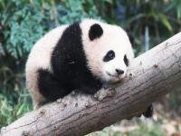 福宝属于四川大熊猫吗_熊猫福宝是被三星养的吗