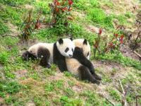 四川大熊猫保护研究中心有哪些基地_大熊猫基地路线攻略