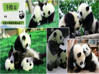 成都大熊猫繁育研究基地免票规则_成都熊猫繁育研究基地门票要提前预订吗