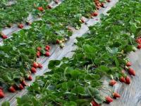 原盆原土草莓苗怎么种_草莓种植方法全过程