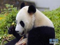 汶川熊猫园有几个_卧龙大熊猫苑神树坪基地怎么订票