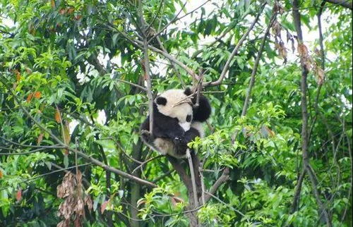 淋雨后的大熊猫宝宝是吸水海绵吧_淋雨后的大熊猫是吸水海绵吧