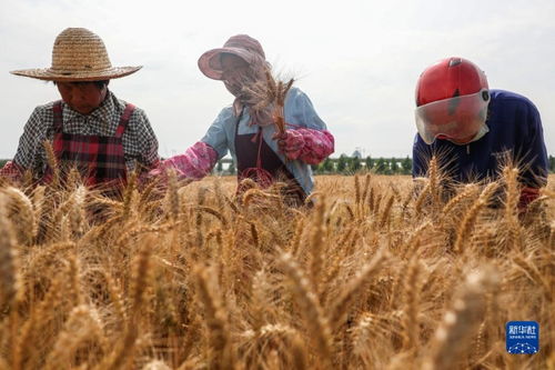 三夏麦收尽显科技范儿_全国已收冬小麦超8300万亩 高性能收割机让麦收尽显“科技范儿”