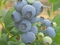 塞尔维亚蓝莓要来中国了_海关总署：允许符合相关要求的塞尔维亚鲜食蓝莓进口