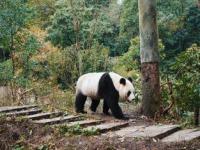 雅安大熊猫哪个城市最多_广元有熊猫基地吗