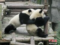 成都大熊猫研究繁育基地是都江堰的好还是其他地方的_熊猫基地 购票标准
