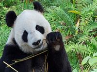 成都哪里看大熊猫最成都哪里看大熊猫最好_熊猫的哪个器官最好看