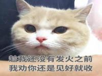 一只胖橘猫 应该叫什么_林菱严世蕃小说番外