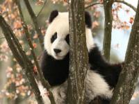 大熊猫花式冲凉画面可可爱爱_熊猫洗澡现场，萌态可掬！萌翻网友！