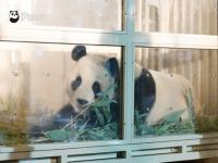 福宝将于六月与公众见面_要“出关”喽！大熊猫“福宝”将于六月与公众见面