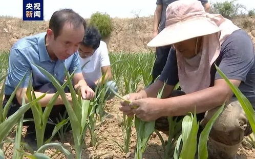 河南323万亩地因旱无法播种_河南重旱特旱面积不断扩大，323万亩地因旱无法播种