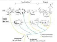 鱼的演化过程_鱼是怎么进化的