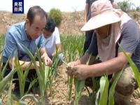 河南323万亩地因旱无法播种_河南重旱特旱面积不断扩大，323万亩地因旱无法播种