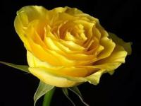 黄玫瑰的花语是什么意思_黄玫瑰的花语其实有四种