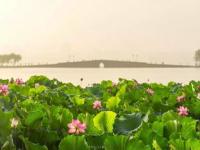 西湖雨后荷花夏日氛围感拉满_又见“夏雨荷”！长沙西湖公园：雨后荷花承恩露，人间夏日好清凉