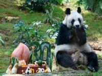 新一对大熊猫将在今年定居香港_中国大熊猫保护研究中心：新一对大熊猫将在今年定居香港