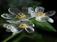淋雨后的山荷叶花变透明_「美景」淋雨后会变透明的花：山荷叶