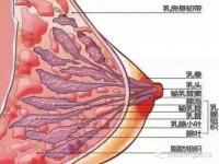 乳腺结节是怎么形成的_乳房结节吃什么药最快