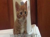 患有侏儒症的猫咪小老头去世_猫咪因侏儒症成为网红，靠不爽脸获得众多粉丝，却在不久前离世！