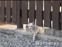 三花猫妈妈带着小猫上门求收留_三花猫偷溜进动物园，被远房亲戚收留，一住就住11年