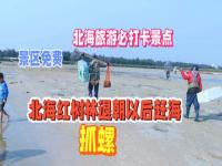 北海红树林怎么走不收门票_去北海红树林赶海要几点去才适合