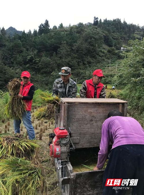 高中体育生训练遇大雨帮农户抢收稻谷_【体育生】拉练遇下雨，帮忙抢收晾晒稻谷