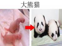 熊猫幼崽和粉色小被子适配度Max_熊猫宝宝过冬裹紧小被子！暖心可爱又温馨！