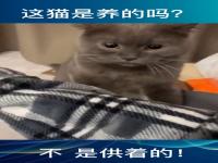 #猫 你咋不吃#猫咪不吃饭的10个原因