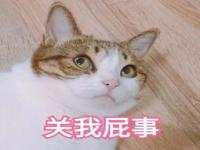 叫猫咪叫一声摇一次尾巴，猫咪是什么意思回应还是回答_叫猫的时候猫甩尾巴代表什么