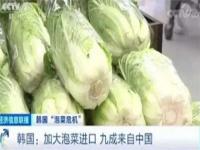 韩国为什么吃白菜_韩国每年进口多少白菜