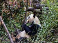 大熊猫繁育研究基地和熊猫谷有什么区别_成都都江堰熊猫基地和大熊猫繁育研究基地哪个