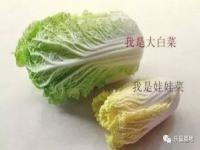 娃娃菜和大白菜的区别是什么_大白菜和娃娃菜的应该怎么区别