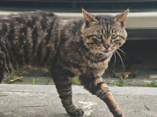 小区投喂流浪猫抓伤邻居需担责吗_洛阳一小区流浪猫伤人，好心投喂者和物业公司，谁该担责？