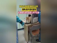 家里装不进包外面掏不出猫_猫友好出行——如何让猫咪进入猫包？