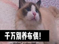 布偶猫养公猫还是母猫好_布偶公猫为什么不建议绝育