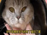 猫咪会长记性吗_布偶猫好吗